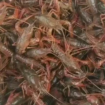 精品小龙虾