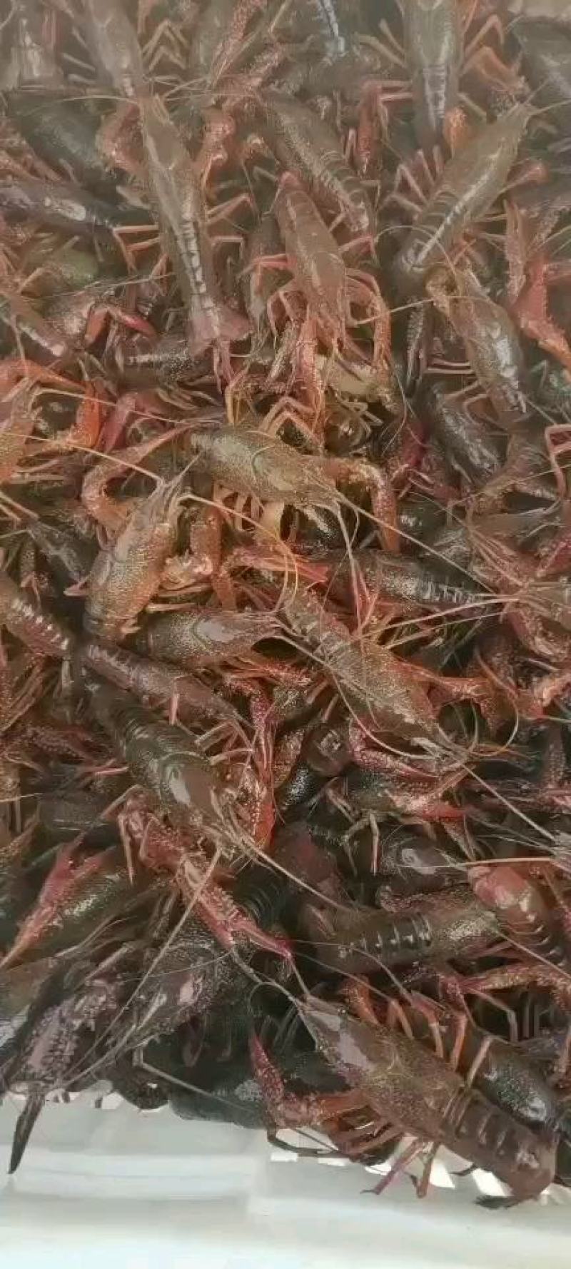 精品小龙虾