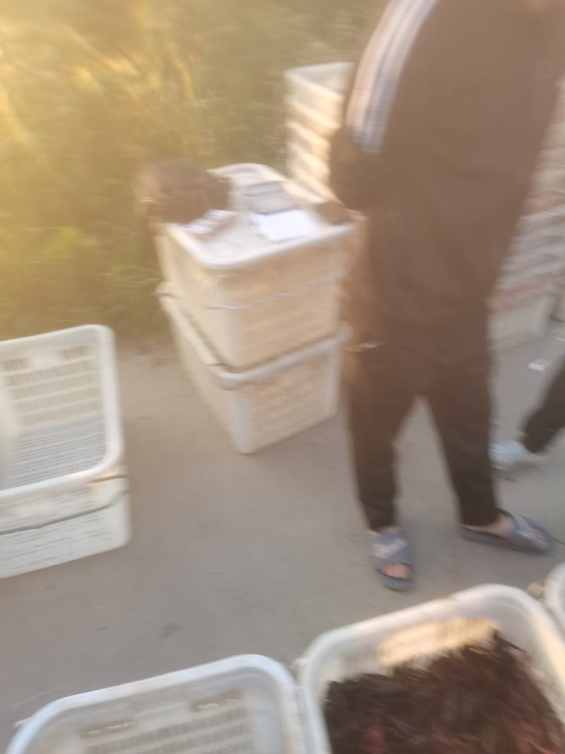 精品小龙虾