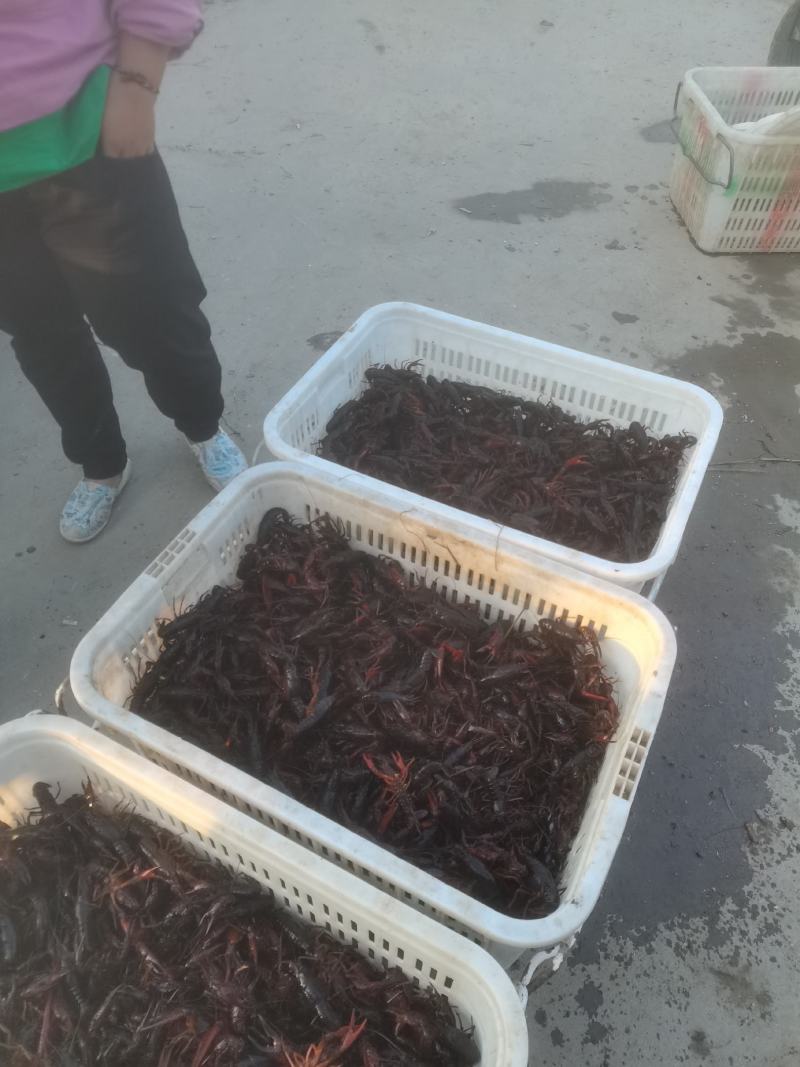 精品小龙虾