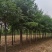 自家苗圃8-9-10-12-15公分刺槐5000棵河北