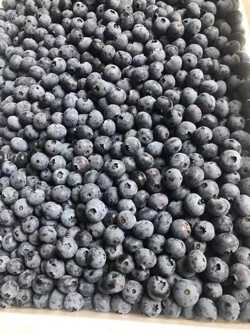 蓝莓山东蓝莓批发价蓝莓产地直发货源充足