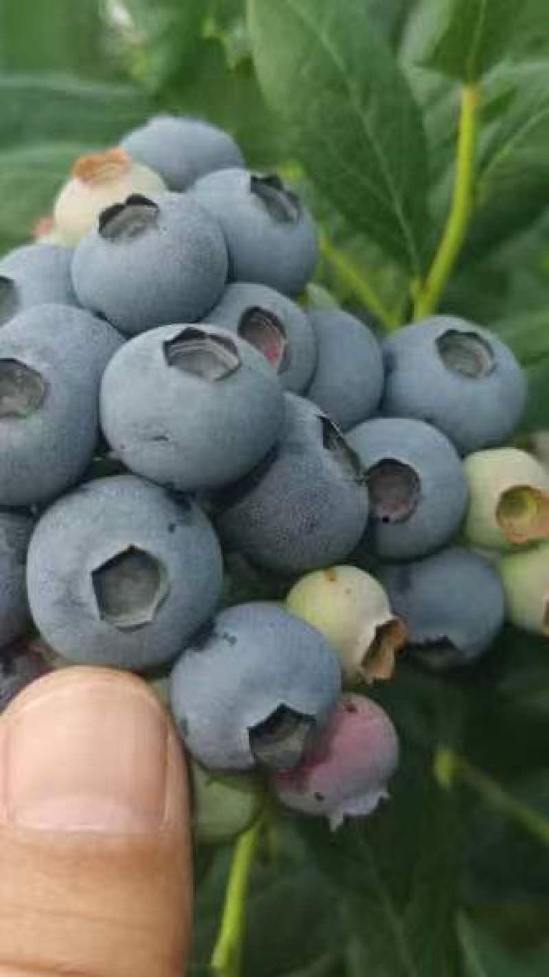 蓝莓山东蓝莓批发价蓝莓产地直发货源充足