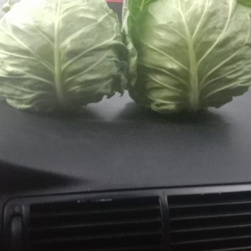 精品包包菜