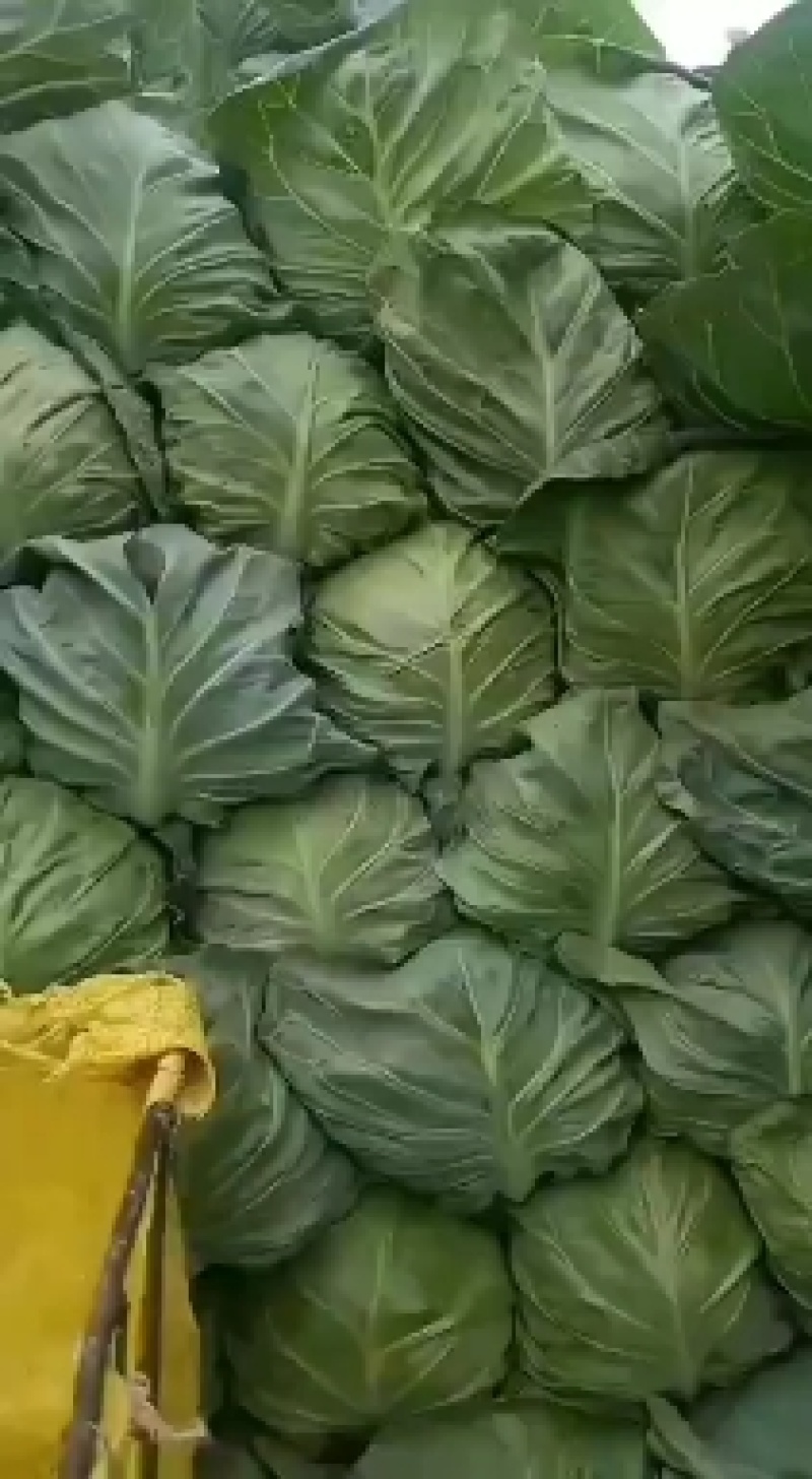 精品包包菜
