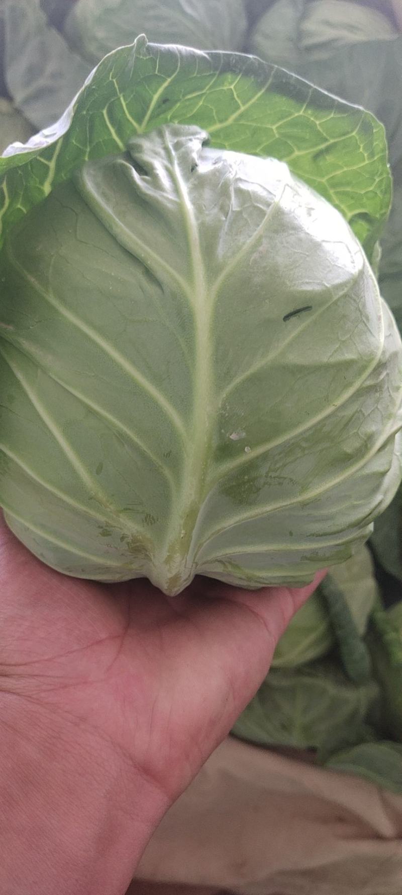 精品包包菜