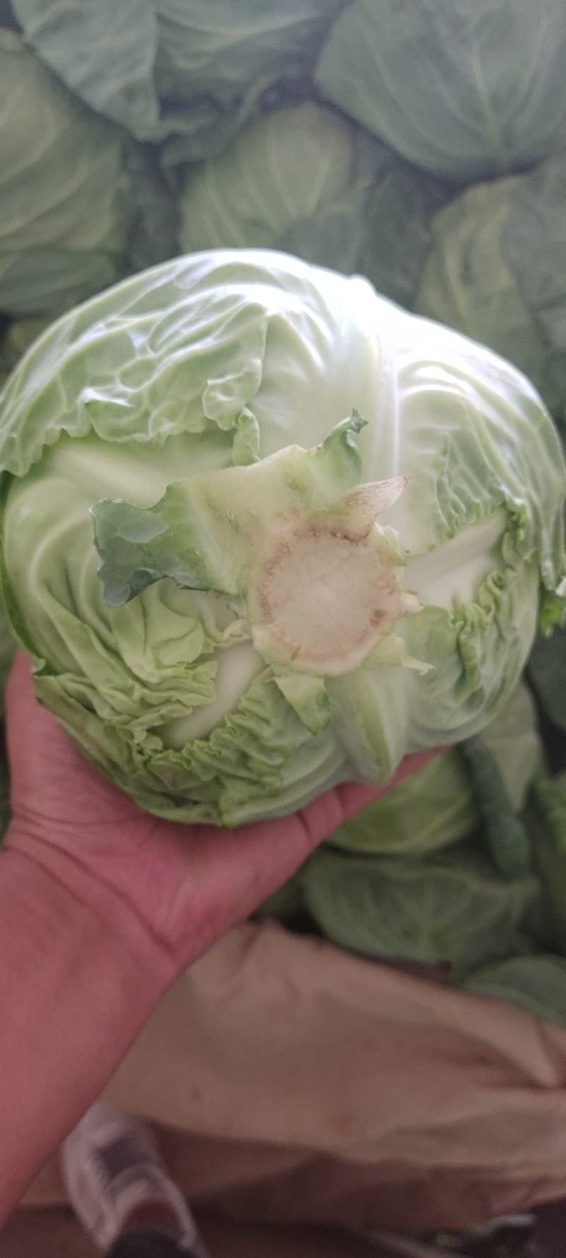 精品包包菜