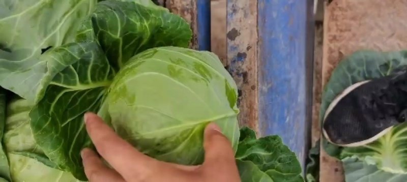 精品包包菜