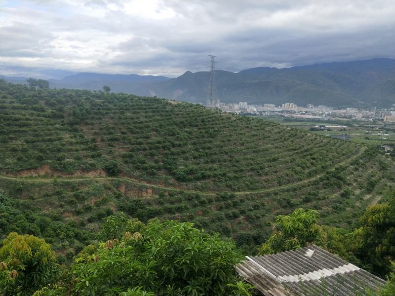 芒果基地转让