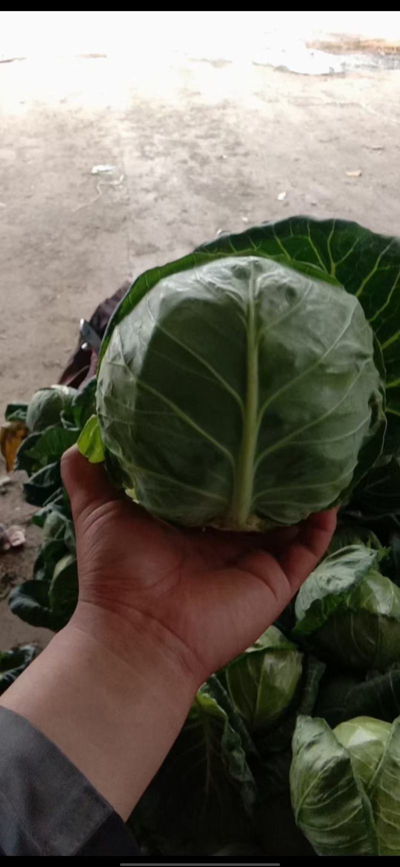 精品包包菜