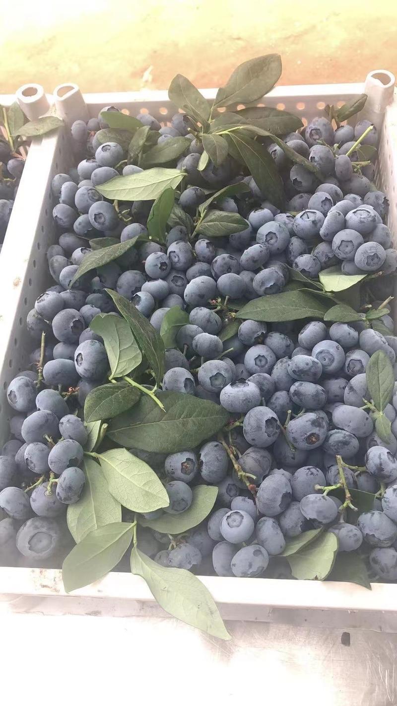 蓝莓山东蓝莓批发价蓝莓产地直发货源充足