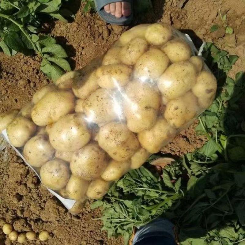 土豆早大白批发大量上市中暑大量上市需要的前来选购