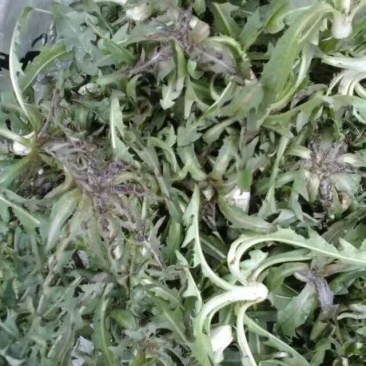蒲公英茶，干货