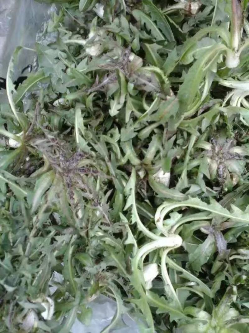 蒲公英茶，干货