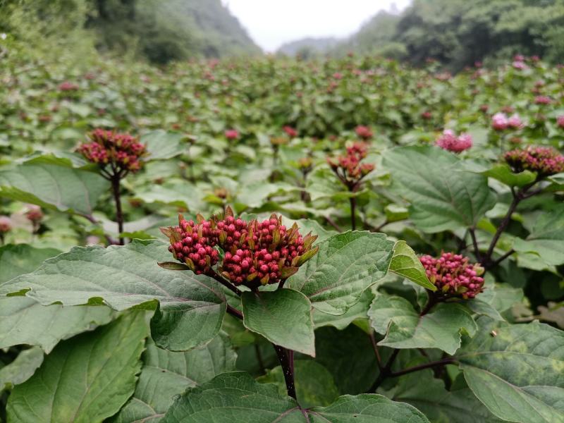 贵州野生臭牡丹花臭牡丹叶臭牡丹茎新品干货