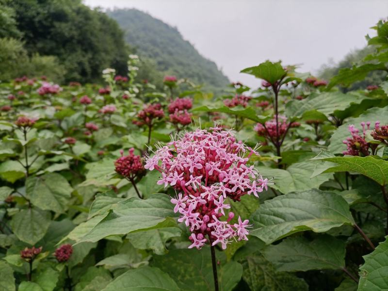 贵州野生臭牡丹花臭牡丹叶臭牡丹茎新品干货