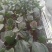 宝莲灯花苗盆栽花卉绿植花卉四季阳台室内名贵绿植