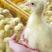 大白沙鹅苗常年孵化常年出售免费提供技术指导包回收