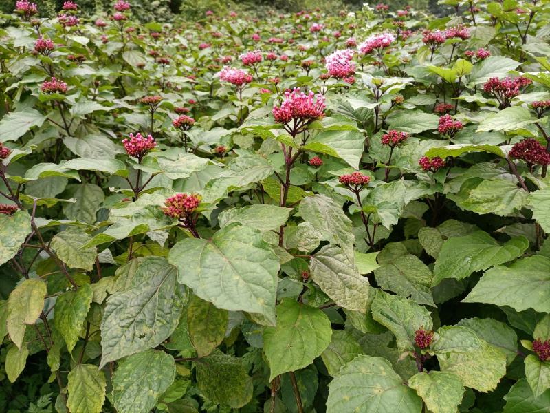 贵州野生臭牡丹花臭牡丹叶臭牡丹茎新品干货