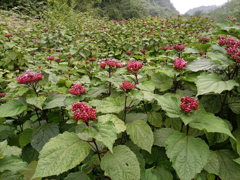 贵州野生臭牡丹花臭牡丹叶臭牡丹茎新品干货