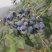 代收蓝莓