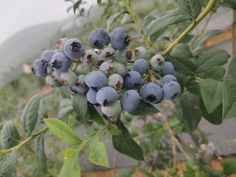 代收蓝莓