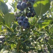 代收蓝莓