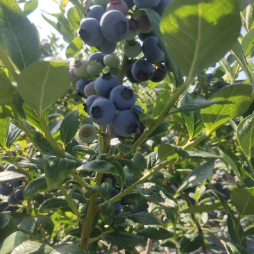 代收蓝莓