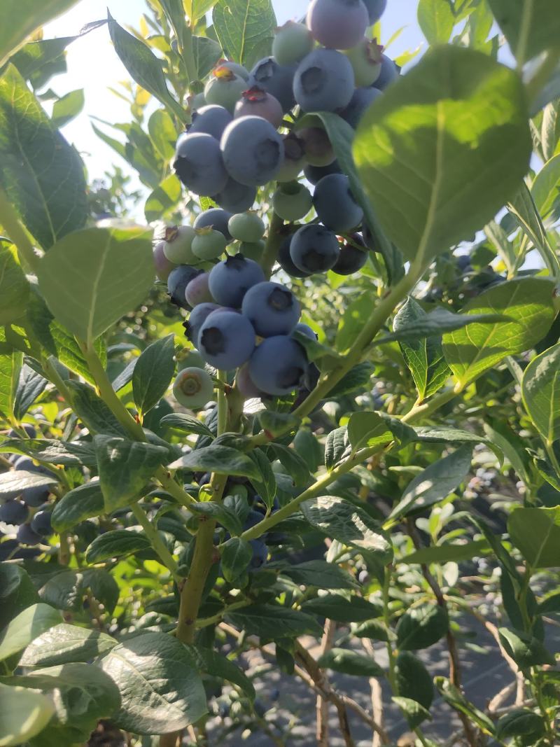 代收蓝莓