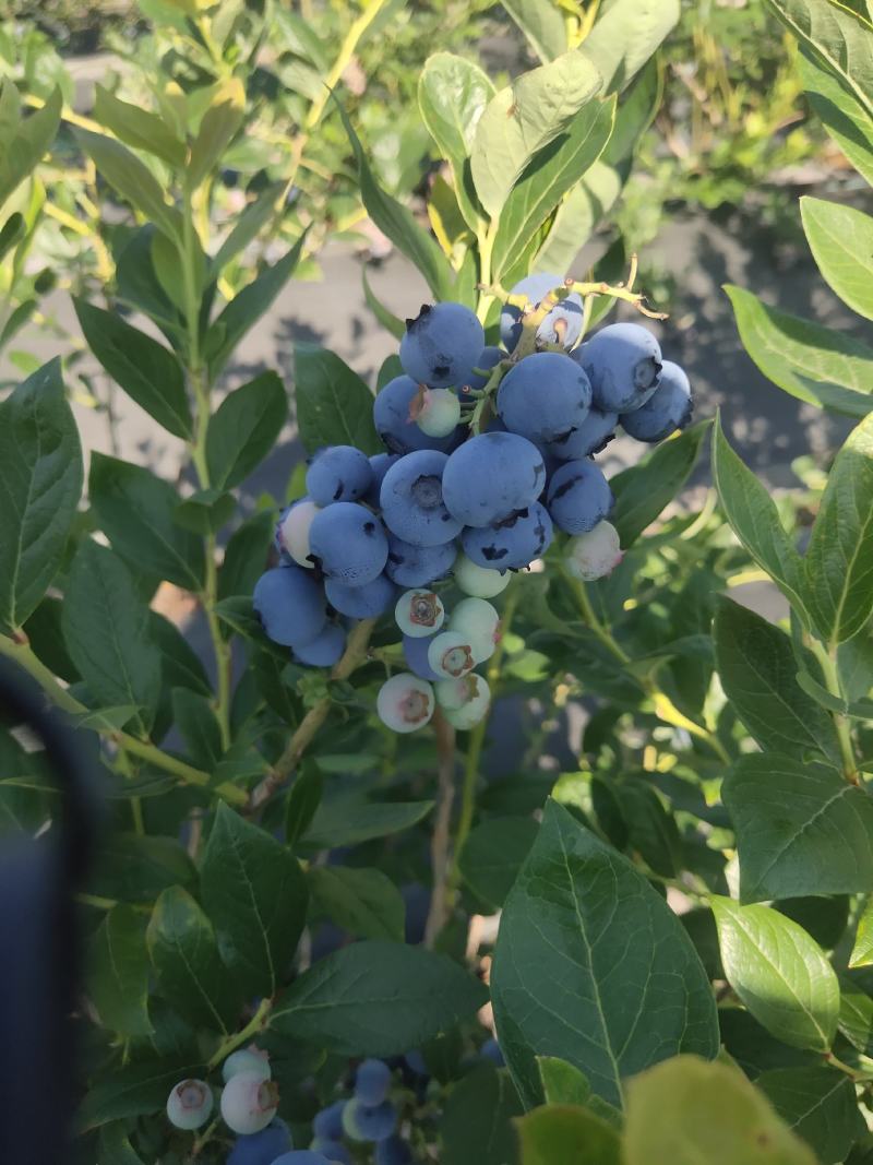 代收蓝莓