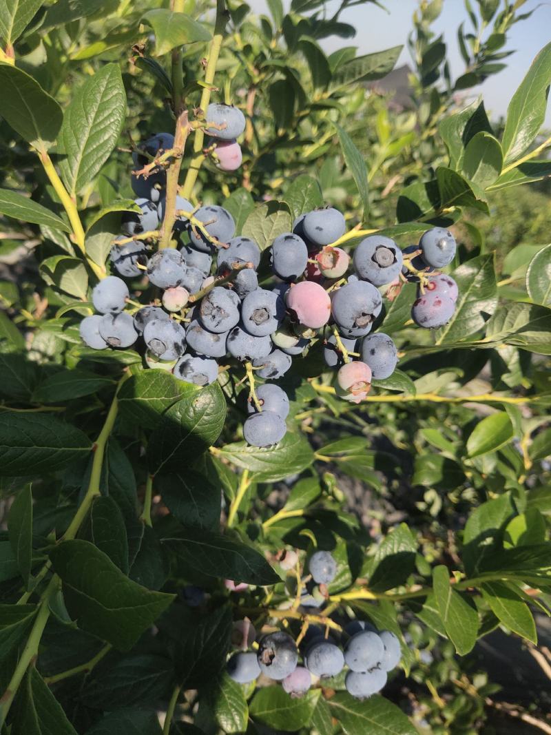 代收蓝莓