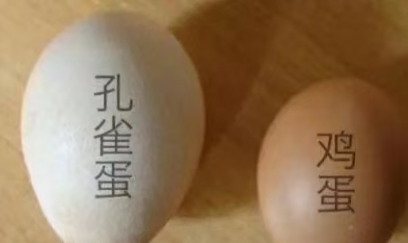 孔雀蛋，食用的，没有受精，直接吃营养价值太高了！！