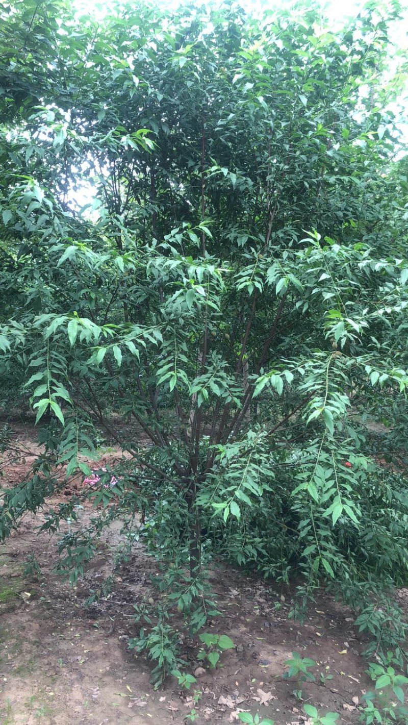 菊花碧桃