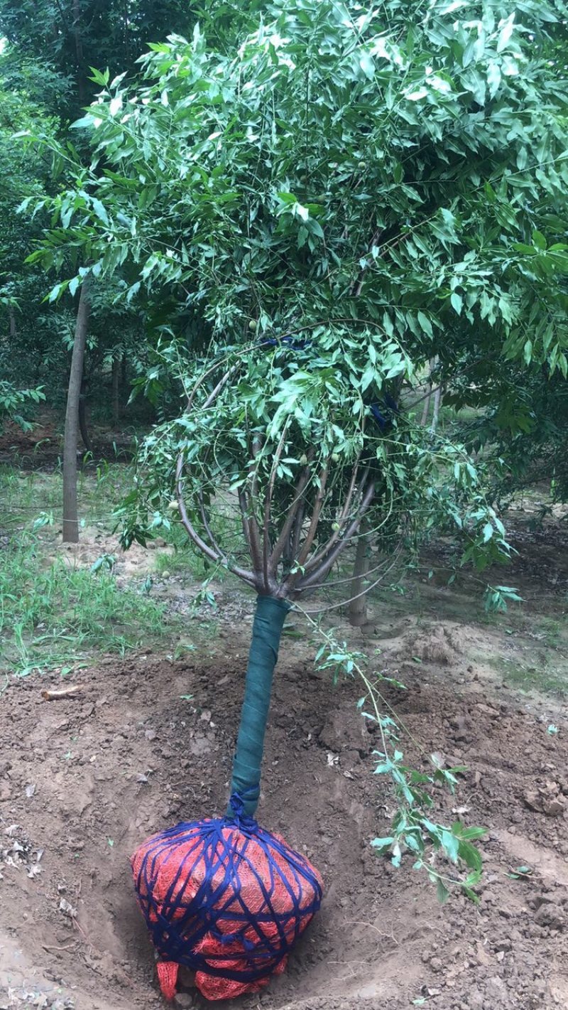 菊花碧桃