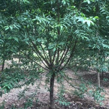菊花碧桃