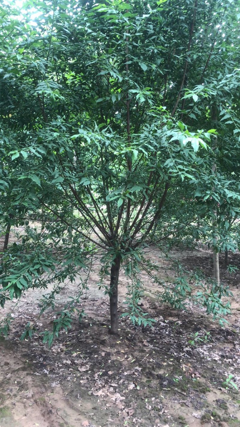 菊花碧桃