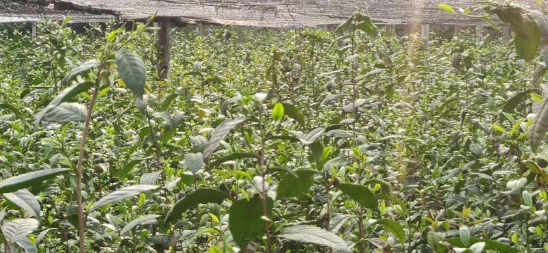 大叶种！营养盆栽茶树苗，规格有：1公分一5分，5一10公