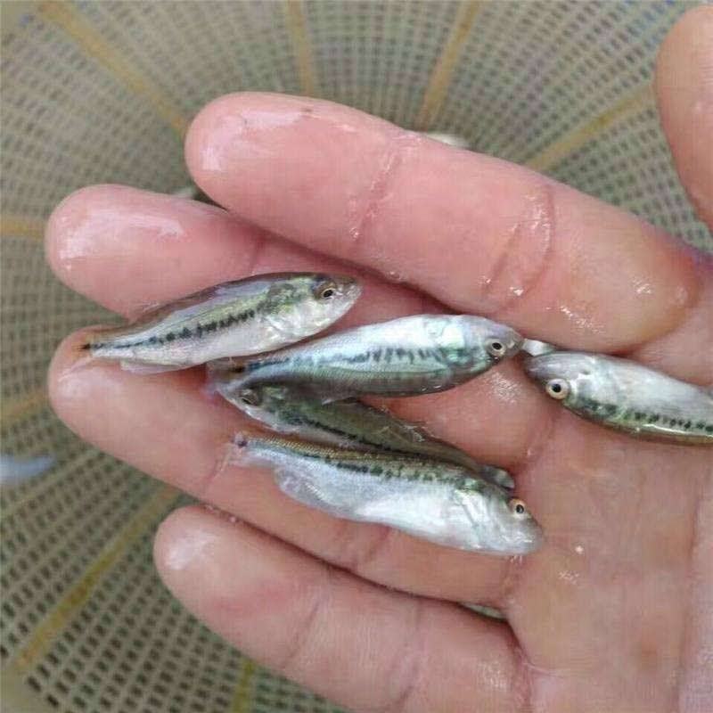 现货包邮淡水鲈鱼苗加州鲈鱼苗大口黑鲈鱼苗包邮论斤卖