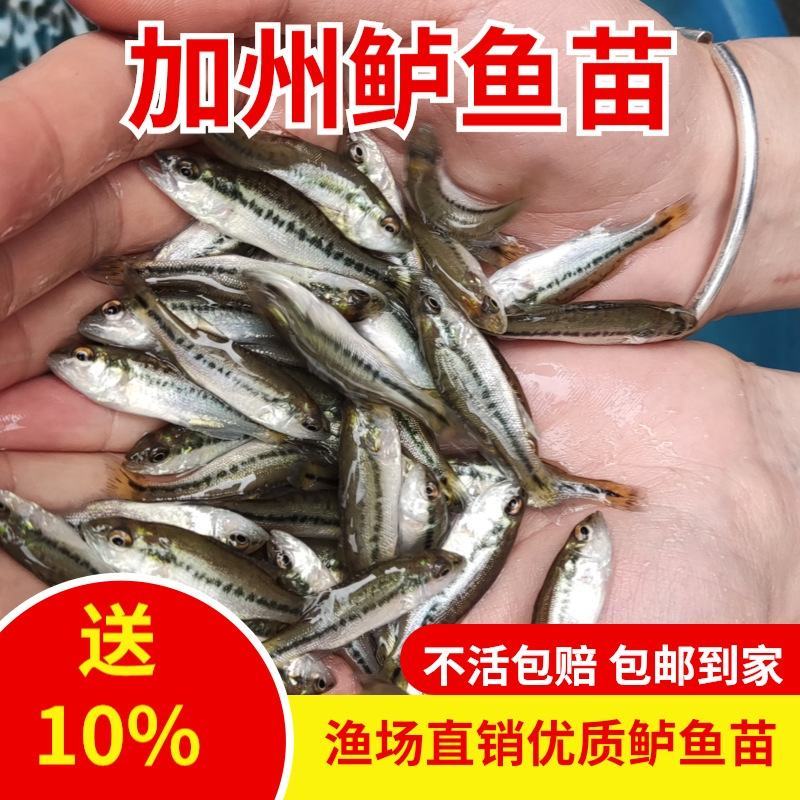 现货包邮淡水鲈鱼苗加州鲈鱼苗大口黑鲈鱼苗包邮论斤卖