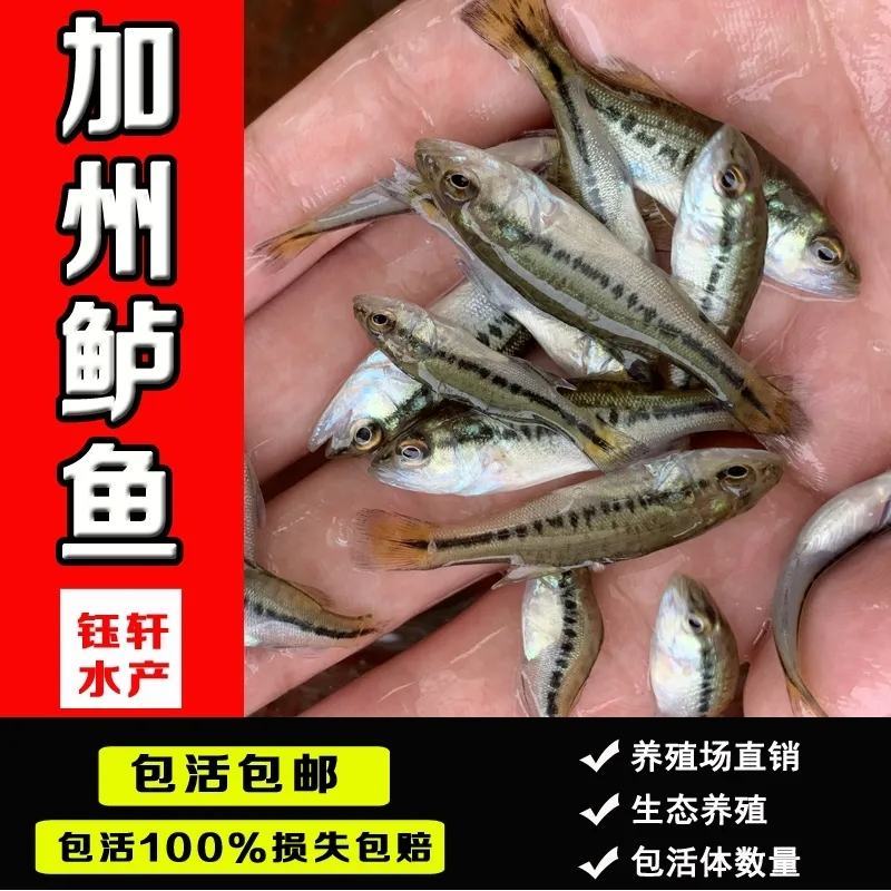 现货包邮淡水鲈鱼苗加州鲈鱼苗大口黑鲈鱼苗包邮论斤卖