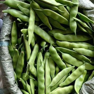 黑龙江油豆角架豆王一点红大量上市