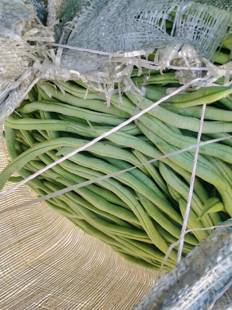 黑龙江油豆角架豆王一点红大量上市