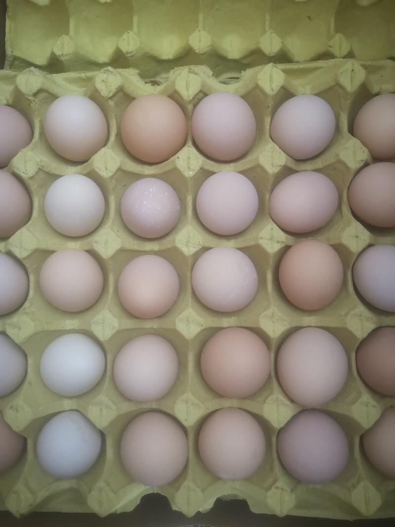 本养殖场常年供应新鲜鸡蛋，草鸡蛋