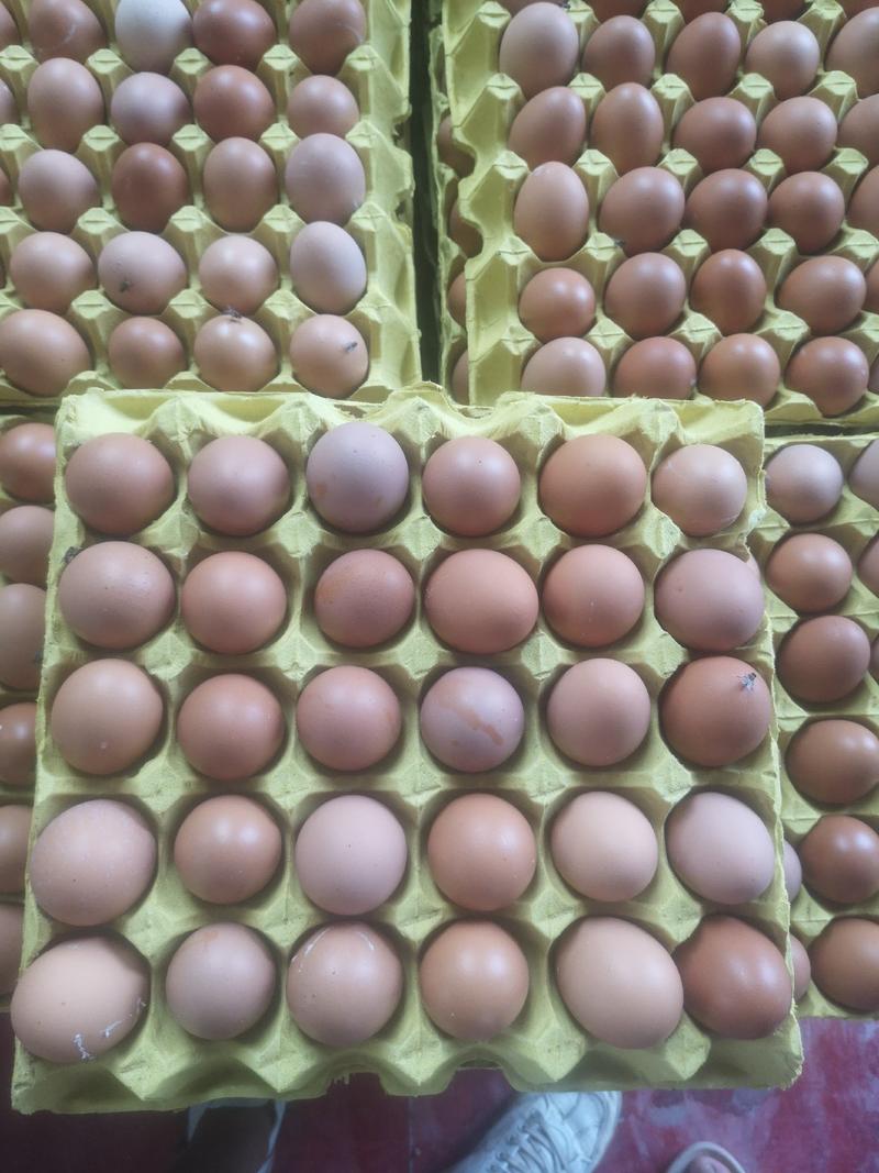 本养殖场常年供应新鲜鸡蛋，草鸡蛋