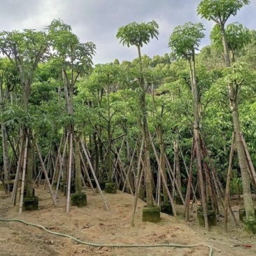 灯台树