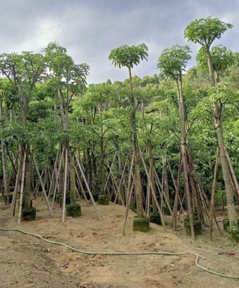 灯台树