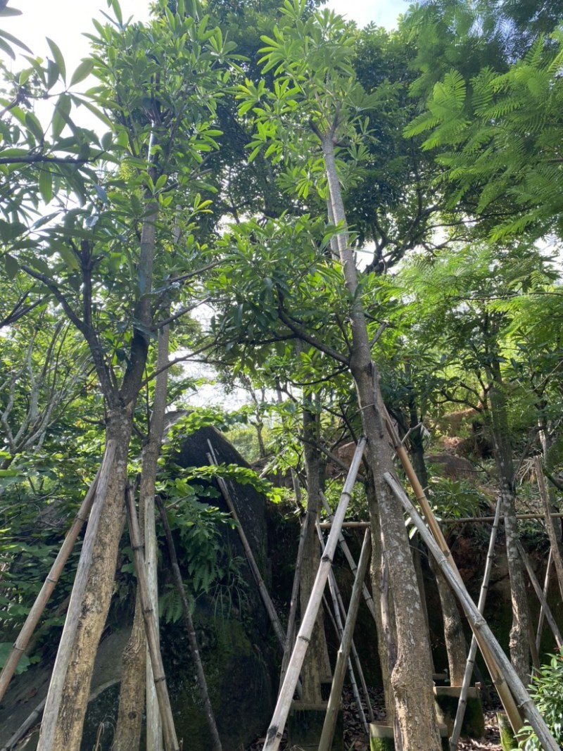 灯台树