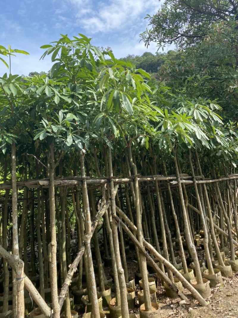 灯台树