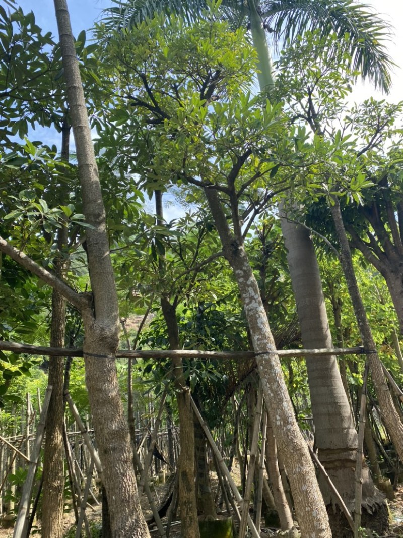 灯台树