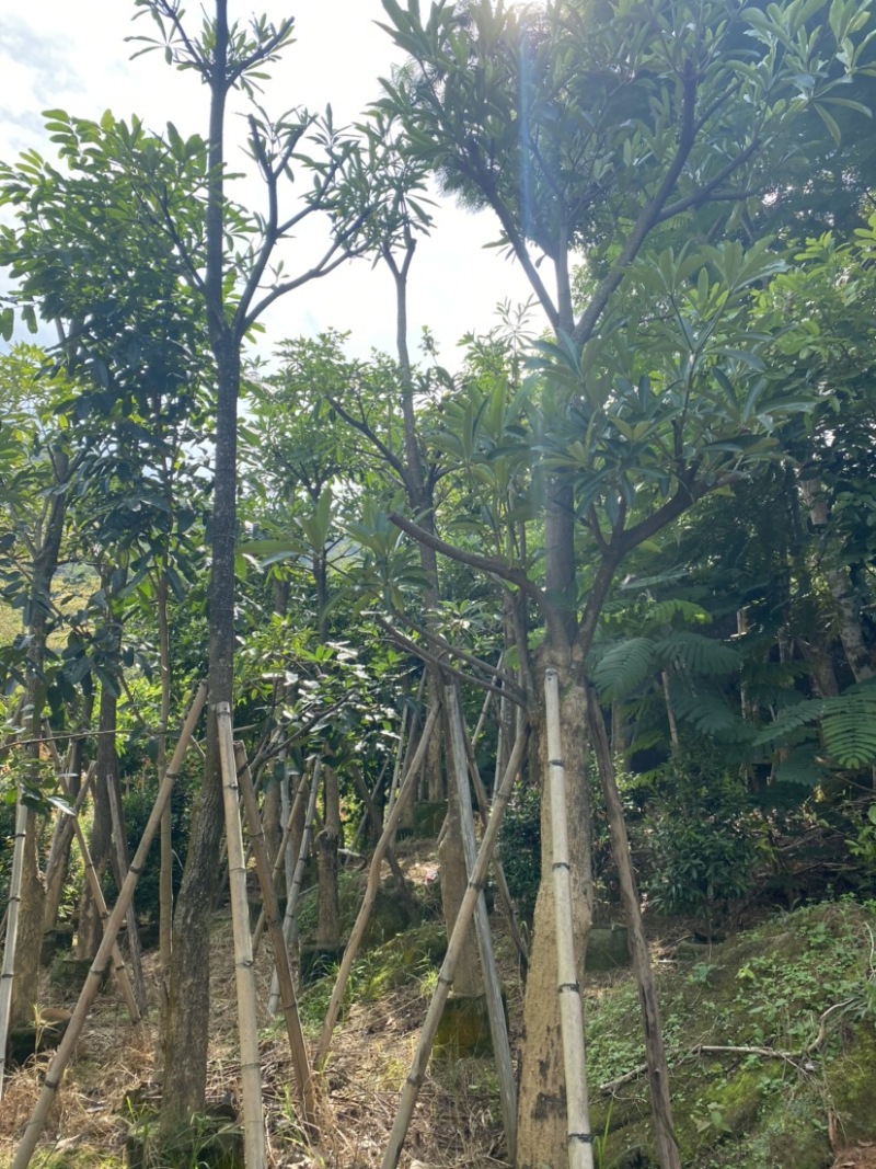 灯台树